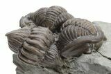 Three Enrolled Flexicalymene Trilobite Fossils - Mt Orab, Ohio #224901-1